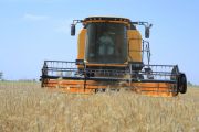 زارة الزراعة : انتاج الحنطة في محافظة ديالى يشهد تطوراََ ملحوظاََ 