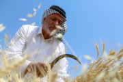 الحنطة في العراق