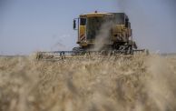 حرائق الحنطة في العراق