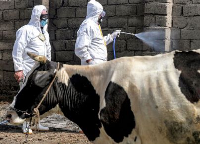 A medical team from Iraq's Health Ministry veterinarian department carries on a disinfection campaign as a precaution against the spread of Congo haemorrhagic fever, at a farm in the southwestern Baghdad suburb of al-Bouaitha on May 22, 2023. At least 13 people have died in Iraq since the start of the year from a viral tick-borne disease transmitted to humans from livestock, the health ministry said on May 13. Nearly 100 other people have been infected by Crimean-Congo Haemorrhagic Fever (CCHF) in Iraq, whe