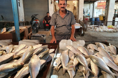 الأسماك في العراق