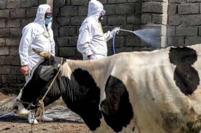 A medical team from Iraq's Health Ministry veterinarian department carries on a disinfection campaign as a precaution against the spread of Congo haemorrhagic fever, at a farm in the southwestern Baghdad suburb of al-Bouaitha on May 22, 2023. At least 13 people have died in Iraq since the start of the year from a viral tick-borne disease transmitted to humans from livestock, the health ministry said on May 13. Nearly 100 other people have been infected by Crimean-Congo Haemorrhagic Fever (CCHF) in Iraq, whe