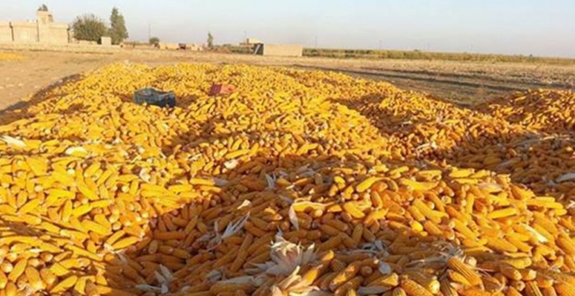 الذرة الصفراء في العراق