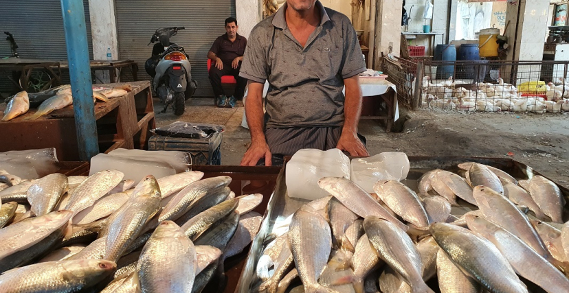 الأسماك في العراق