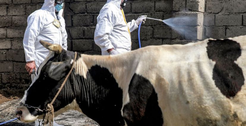 A medical team from Iraq's Health Ministry veterinarian department carries on a disinfection campaign as a precaution against the spread of Congo haemorrhagic fever, at a farm in the southwestern Baghdad suburb of al-Bouaitha on May 22, 2023. At least 13 people have died in Iraq since the start of the year from a viral tick-borne disease transmitted to humans from livestock, the health ministry said on May 13. Nearly 100 other people have been infected by Crimean-Congo Haemorrhagic Fever (CCHF) in Iraq, whe